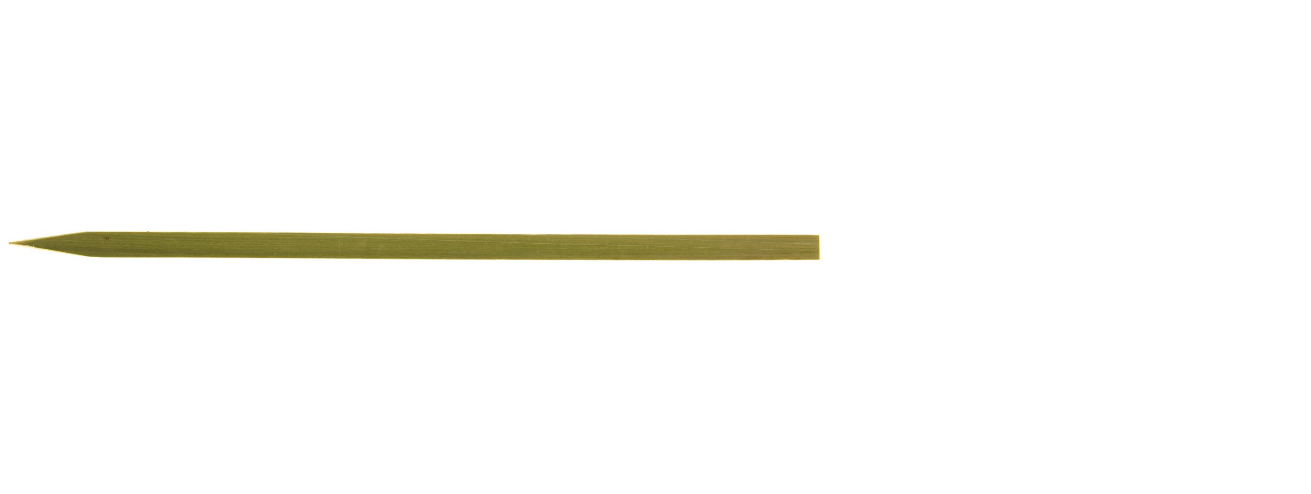 Flat Bamboo Skewers - Hirakushi 180mm